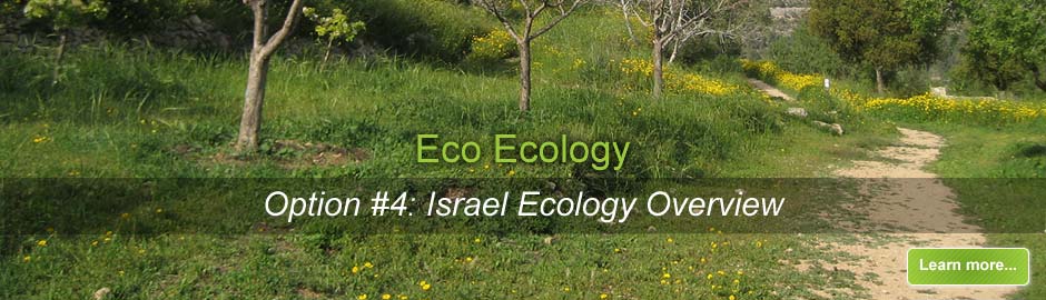 Jerusalem’s Ecology